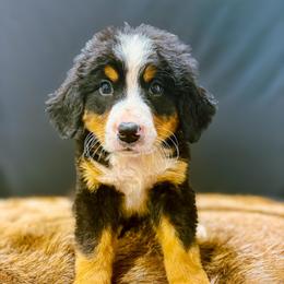Buster - Tri-color male Bernese Mountain Dog puppy in Alabama from Dogwood Creek Bernese