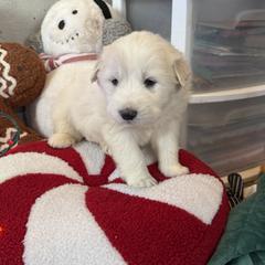 Cindy Lou - White female Colorado Mountain Dog puppy in Colorado Springs, Colorado from Sharp Guardians and Goldens