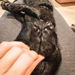 Goldendoodle and Golden Retriever Puppies from Duerr's Doodles & Retrievers