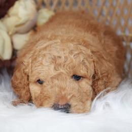 Turquoise Girl - Red  female Goldendoodle puppy in Belgreen, Alabama from Scott’s Farm Poodles and Doodles