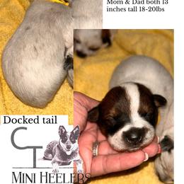 Girl 2 - Red speckled female Australian Cattle Dog puppy in Chelsea, Oklahoma from CT Mini Heelers