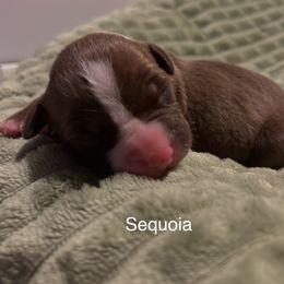 American Pit Bull Terrier Puppies from Wyngate Puppy Breeders