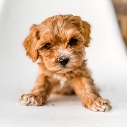 Cavapoo and Goldendoodle Puppies from Fitzdoodles