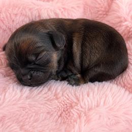 Sydney - Red female Shih Tzu puppy in Tallahassee, Florida from Bows and Bow Ties