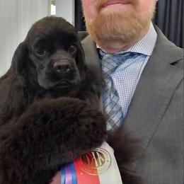 Wendy - Cocker Spaniel