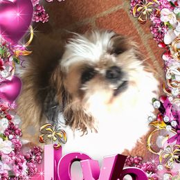 Dede - Shih Tzu