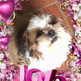 Dede - Shih Tzu