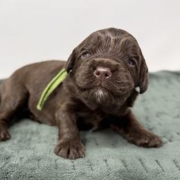 Atlas - Chocolate male Australian Labradoodle puppy in Sacramento, California from Little Farmstead Labradoodles