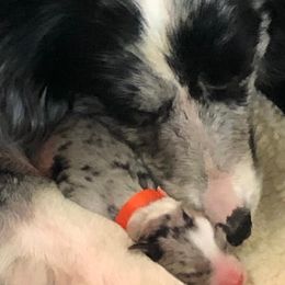Border Collie Puppies from Old Hickle Place
