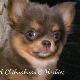 Chihuahuas and Yorkshire Terriers from PWA Chihuahuas & Yorkies