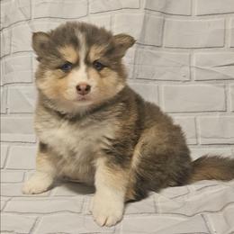 Vixey - Blue female Pomsky puppy in Stover, Missouri from Lx2 County Line Pomskies