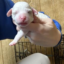 Percy Paws - White female Cavapoo puppy in Greensburg, Kentucky from Doodle Me Crazy