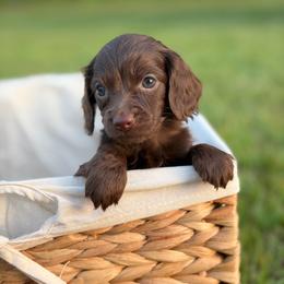 Aelin - Chocolate female Dachshund puppy in Huffman, Texas from Alex's Dachshunds