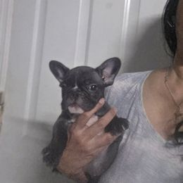 Charlotte - Brindle female French Bulldog puppy in Cape Coral, Florida from Arralaine Pups