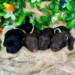 Montego - Phantom male Goldendoodle puppy in Haltom City, Texas from Ohana Doodles