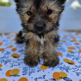 Yorkshire Terrier Puppies from Lady A's Yorkies