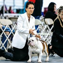 Wyatt - Bulldog