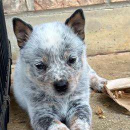 Boy 5 - Blue male Australian Cattle Dog puppy in Irvington, Kentucky from Dry Valley’s Australian Cattle Dogs