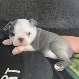 Boston Terrier Puppies from Heather's Boston Babies