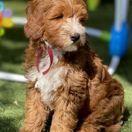 Australian Labradoodle Puppies from Cascade Canyon Labradoodles
