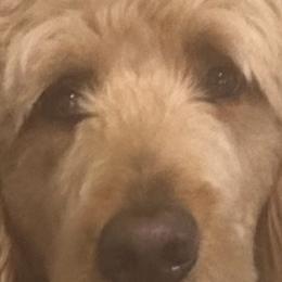 Goldendoodles from Yvonne❤️goldendoodles