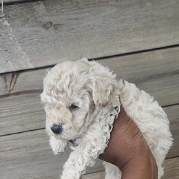 Poodle All Grown Up from Cox Poodles