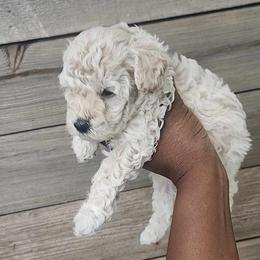 Poodle All Grown Up from Cox Poodles