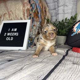 DOLPHIN - Blue merle female Miniature Australian Shepherd puppy in Peoria, Arizona from B My Sunshines Mini Aussies