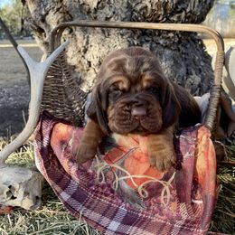 Boy 3 - Black and tan Bloodhound puppy in Vanderpool, Texas from Kiwi Hunting Services