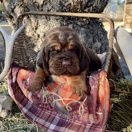 Boy 3 - Black and tan Bloodhound puppy in Vanderpool, Texas from Kiwi Hunting Services