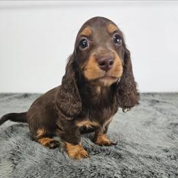 Chocolate and tan longhaired female - Chocolate and tan female Dachshund puppy in Belle Rive, Illinois from Akin's Miniature Dachshunds, LLC