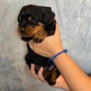 Blue Collar - Black and rust male Beauceron puppy in Amelia, Ohio from Fleur de Renard Beaucerons