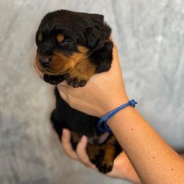 Blue Collar - Black and rust male Beauceron puppy in Amelia, Ohio from Fleur de Renard Beaucerons
