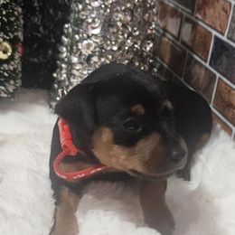 Hunter - Black and tan male Miniature Pinscher puppy in Baton Rouge, Louisiana from Pike's Pups