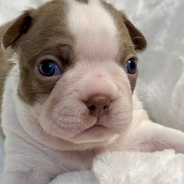 Boy 1 - Boston Terrier puppy in George West, Texas from Duke of Earl’s Boston Terriers