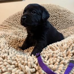 Purple Girl - Black female Labrador Retriever puppy in North Pole, Alaska from Mulberry Retrievers