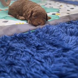 Poodle Puppies from Red toy poodles