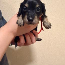 Red - Black and cream male Dachshund puppy in Oakdale, California from Mini dachshunds