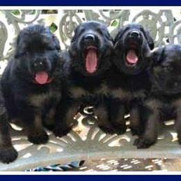 German Shepherd Puppies from Wildfire German Shepherds