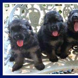 German Shepherd Puppies from Wildfire German Shepherds
