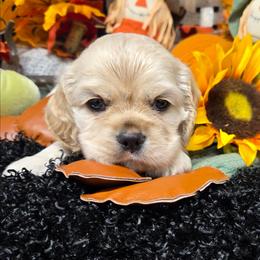 Muffin - Buff female Cocker Spaniel puppy in Greers Ferry, Arkansas from Lake Area Cuddly Cockers
