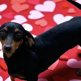 Dottie - Dachshund