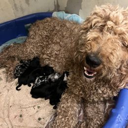 Aussiedoodle, Australian Shepherd, and Other Puppies from RoseWest Farms