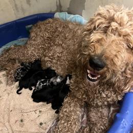 Aussiedoodle, Australian Shepherd, and Other Puppies from RoseWest Farms