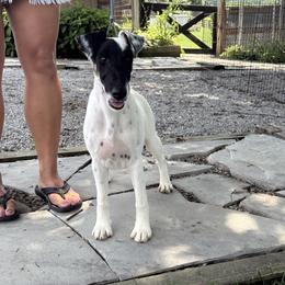 Snickers - White black and tan male Smooth Fox Terrier puppy in Henryville, Indiana from Tregoad/Foxgift Smooth Fox Terriers
