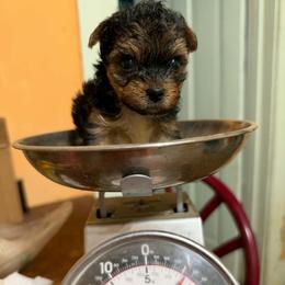 Prince - Parti male Yorkshire Terrier puppy in Jacksonville, Arkansas from Royal Yorkie Terrier