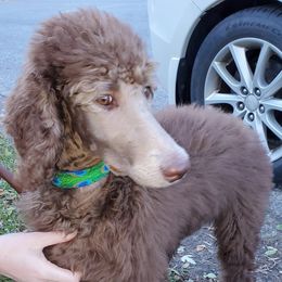Poodle All Grown Up from Lavender's Stunning Standards
