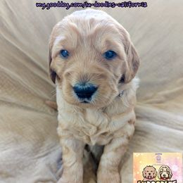 Aurora - Apricot female Goldendoodle puppy in Santa Cruz, California from Lu Doodles