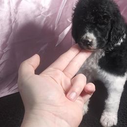 Chihuahua and Poodle Puppies from October Glory Standard Poodles