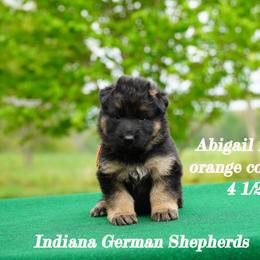 Orange collar long coat - Black and red German Shepherd puppy in Chrisney, Indiana from Indiana German Shepherds